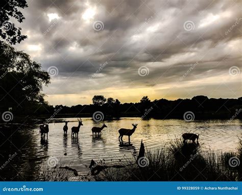Deer Crossing Water To Reach The Banks Of A Lake On An August Evening