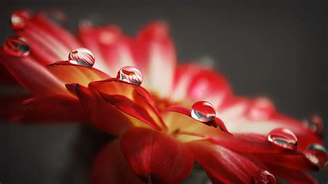 Wallpaper Sunlight Red Water Drops Blossom Orange Flowers Flower