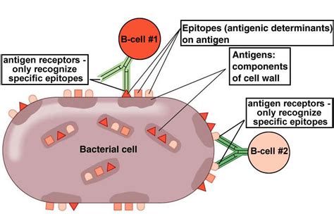 Antigens And Antibodies Immunology Microbiology Biology