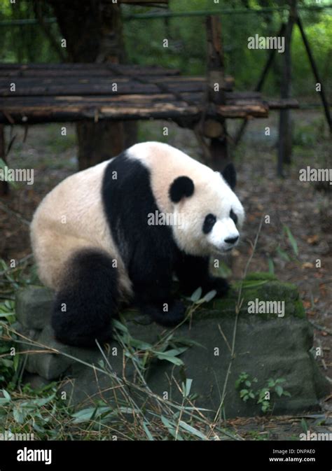 Giant Panda At The Chengdu Research Base Of Giant Panda Breeding