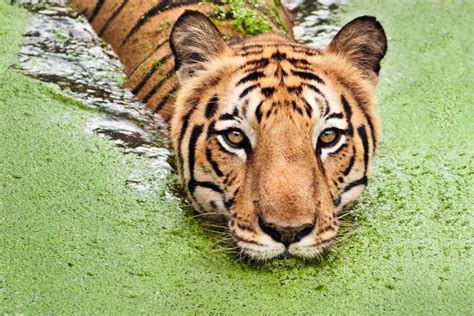 The Royal Bengal Tiger Bangladesh