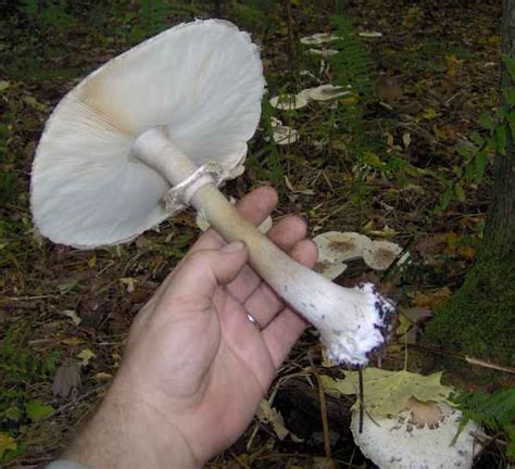 Fall Season Northern Michigan Mushroom Hunting And Identification