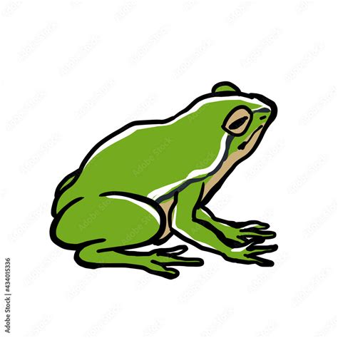 Simple And Realistic Frog Illustration Stock Illustration Adobe Stock