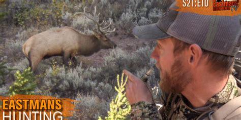 Bow Hunting Public Land Elk Eastmans Official Blog Mule Deer