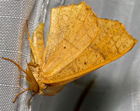 Maple Spanworm Moth Ennomos Magnaria Bugguidenet