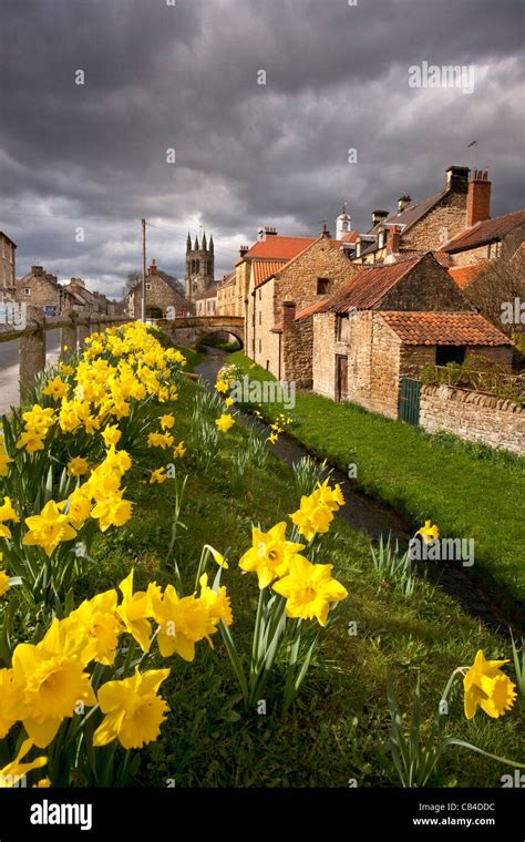 Daffodils In Bloom In Helmsley Hi Res Stock Photography And Images Alamy