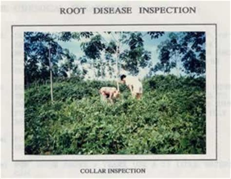 It works as a vector for many viruses, including. Rubber: Pests and Diseases « Applied Agricultural Resources