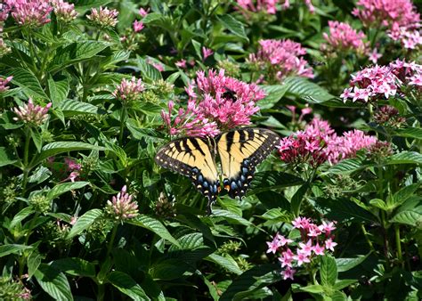 Certain Blooming Plants Attract Many Butterflies Mississippi State