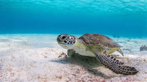 Sea Turtles Under A Coral Reef
