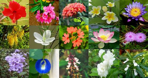 Different Types Of Plants In Kerala Octopussgardencafe
