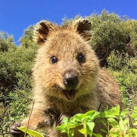 An Australian Quokka The Happiest Animal On Earth 💖 Pic Thanks To