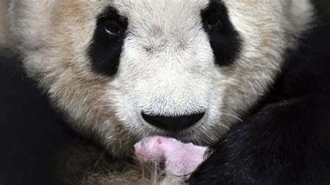 Giant Pandas Are No Longer Endangered Thanks To Conservation China Says