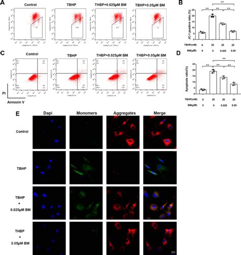 bm prevented apoptosis in rat chondrocytes treated with 25 mm tbhp a download scientific