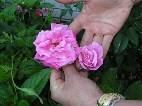 rosegasms florida s indestructible pink cracker rose