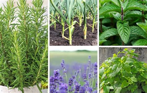 11 Garden Plants That Can Repel Mosquitoes