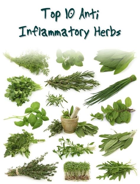 Top 10 Anti Inflammatory Herbs Anti Inflammatory Herbs Herbs Herbs
