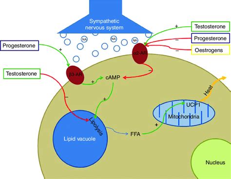 Major Sex Hormone Effects On The Brown Adipocyte Mediated Through α Download Scientific Diagram