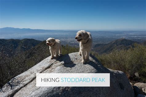 Hiking Stoddard Peak Via Barrett Stoddard Road Mt Baldy Ca Trail