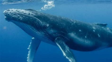 Giant Blue Whale In The Sea Worlds Biggest Blue Whale Youtube