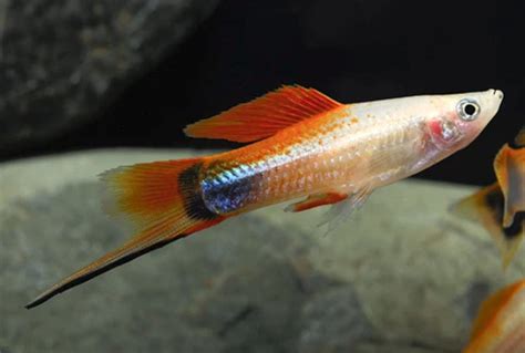 Tricolor Crescent Swordtail Fish Swordtail Fish Are Sturdy Tropical