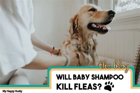 Fleas in newborn puppies can cause deadly anemia. Will Baby Shampoo Kill Fleas on Dogs? Here's The Answer - My Happy Husky