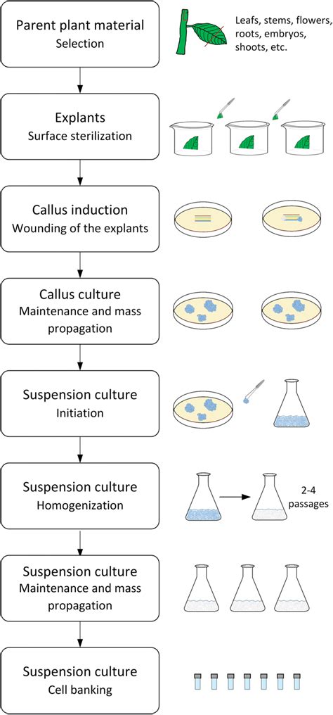 Flowchart For Subculture