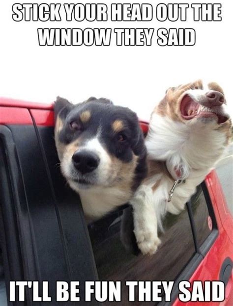 Catch The Lovely Funny Dog In Car Memes Hilarious Pets Pictures