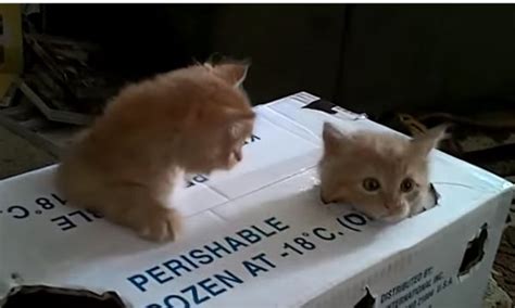 Kittens Playing In Boxes Neatorama