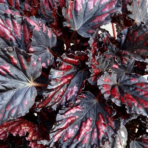 Begonias are perhaps one of the most enduring and traditional houseplants you'll come across. Begonia rex Etna | Unique Indoor King Begonia Home Office ...