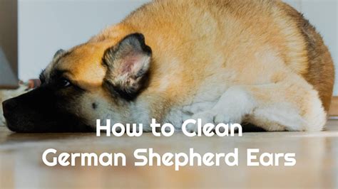 How To Clean German Shepherd Ears All About German Shepherd