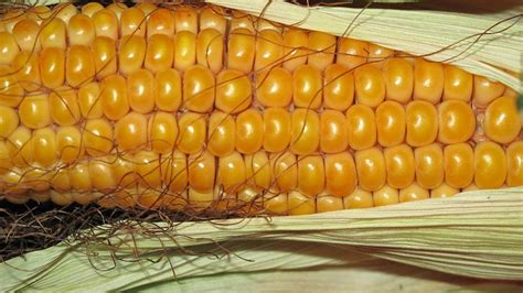 Mutant Gene In Corn Can Lead To Better Breeding Penn State Researchers