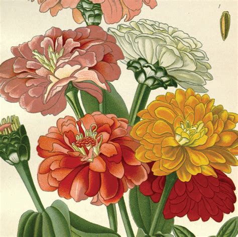 Four Cheap Vintage Flower Illustrations Printable Plant Art Etsy