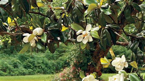 Maybe you would like to learn more about one of these? The Complete Guide to Magnolia Trees - Southern Living