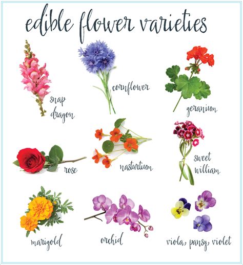 All you need to do now is run through an edible flowers list (with pictures), so that you don't confuse them with other flowers, and take your pick. Make gorgeous edible flower ice cubes at home