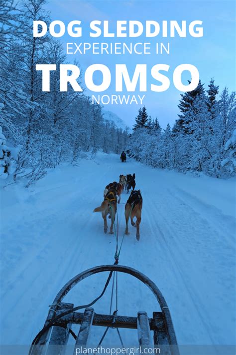 Dog Sledding Adventure In Tromso Norway A Lifetime Experience Planet