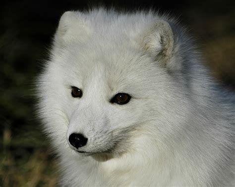 Online Crop White And Black Cat Plush Toy Arctic Fox Animals Hd