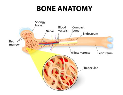 Red bone marrow refers to the red colored tissue where there are reticular networks that are critical in the production and development of blood cells. Alles was Sie über Knochenmark wissen müssen - DeMedBook