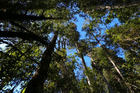 Proyecto Bosques Permitirá Gestionar Sustentablemente Más De 25 Mil