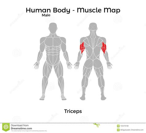 Isolated vector stencil icons set. Male Human Body - Muscle Map, Triceps Stock Vector ...