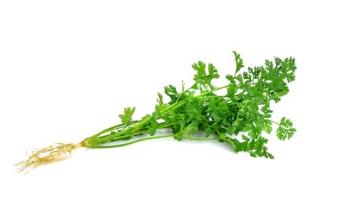 Premium Photo Fresh Coriander Leaves Isolated On White