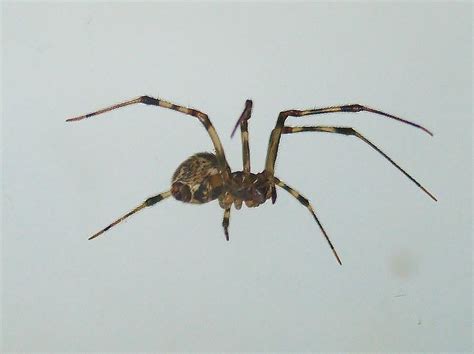 Common House Spider Parasteatoda Tepidariorum Photograph By Rory Cubel