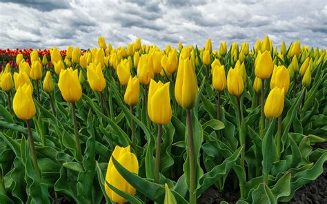 Wallpaper Many Yellow Tulips Flower Field 1920x1200 Hd Picture Image