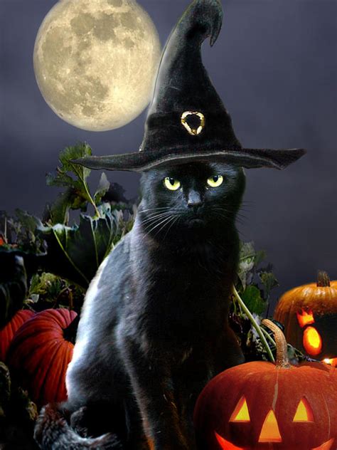 Halloween All Hallows Eve Trick Or Treat Black Cat Bat Cauldron