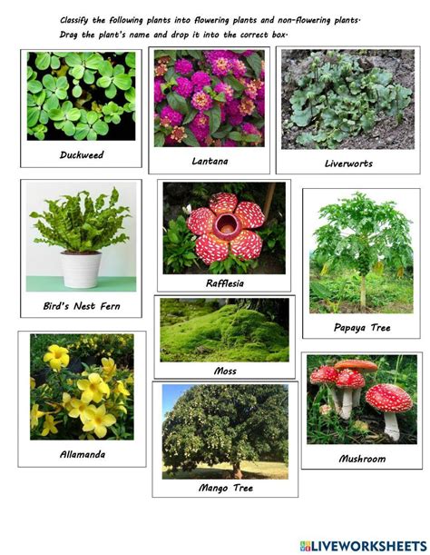 Grouping Plants Flowering And Non Flowering Worksheet Live Worksheets