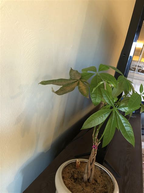 Why Is My Jade Plant Dropping Yellow Leaves - Jade Plant Turning Yellow And Red