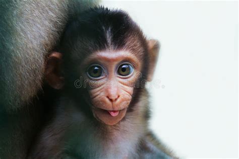 Portrait Of A Little Monkey Sticking Out Its Tongue Stock Photo Image