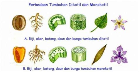 Ajukan pertanyaan tentang tugas sekolahmu. Perbedaan tumbuhan monokotil dan dikotil, dari bunga ...