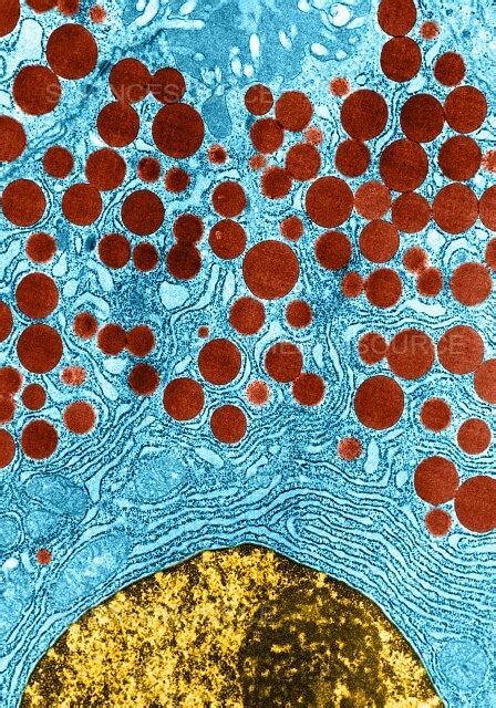 Photograph Human Pancreatic Acinar Cell TEM Science Source Images