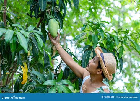 Farmer Hand Picking Mango From Mango Tree Stock Image Image Of