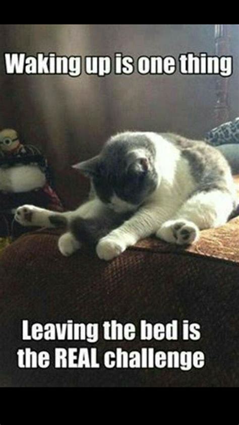 Pin By Brenda Blodgett On All Things Catty Funny Good Morning Memes